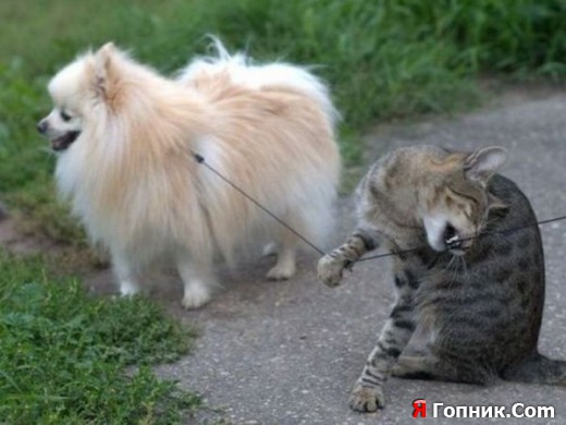 Благородный котэ Благородный котэ