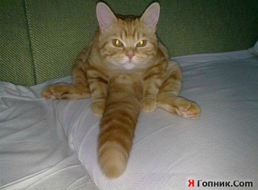 Чо ХОЧУ? Чо ХОЧУ?